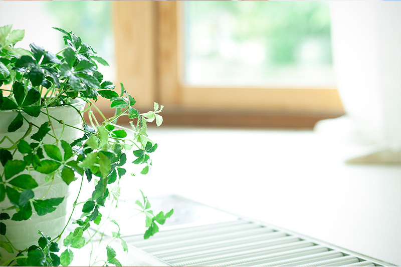 植物のイメージ